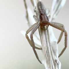 Runcinia acuminata at Holtze Close Neighbourhood Park - 26 Apr 2024 05:10 PM