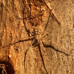 Tamopsis sp. (genus) (Two-tailed spider) at Holtze Close Neighbourhood Park - 26 Apr 2024 by Hejor1