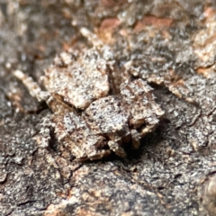 Stephanopis altifrons (Knobbly crab spider) at Holtze Close Neighbourhood Park - 26 Apr 2024 by Hejor1