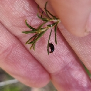 Depressa sp. (genus) at QPRC LGA - suppressed