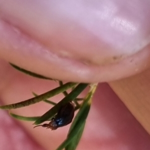 Depressa sp. (genus) at QPRC LGA - 27 Apr 2024