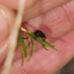 Depressa sp. (genus) at QPRC LGA - suppressed