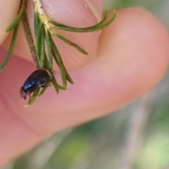 Depressa sp. (genus) at QPRC LGA - suppressed