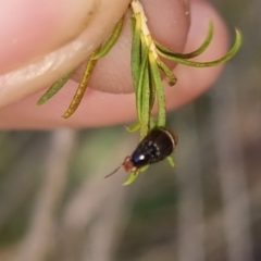 Depressa sp. (genus) at QPRC LGA - suppressed