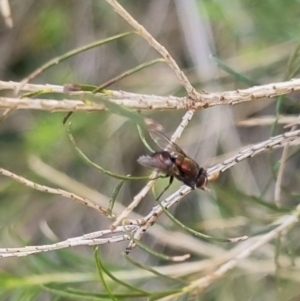 Onesia sp. (genus) at QPRC LGA - suppressed