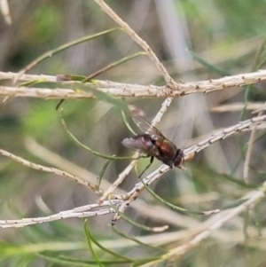Unidentified True fly (Diptera) at suppressed by clarehoneydove