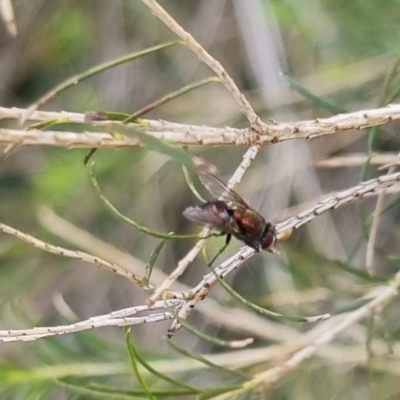 Unidentified True fly (Diptera) at Crestwood, NSW - 27 Apr 2024 by clarehoneydove