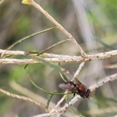 Onesia sp. (genus) at QPRC LGA - 27 Apr 2024