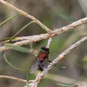 Onesia sp. (genus) at QPRC LGA - suppressed