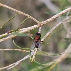 Onesia sp. (genus) at QPRC LGA - 27 Apr 2024