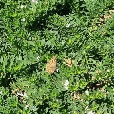 Junonia villida (Meadow Argus) at QPRC LGA - 27 Apr 2024 by clarehoneydove