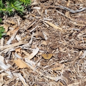 Junonia villida at QPRC LGA - 27 Apr 2024