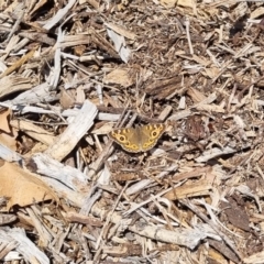 Junonia villida at QPRC LGA - 27 Apr 2024