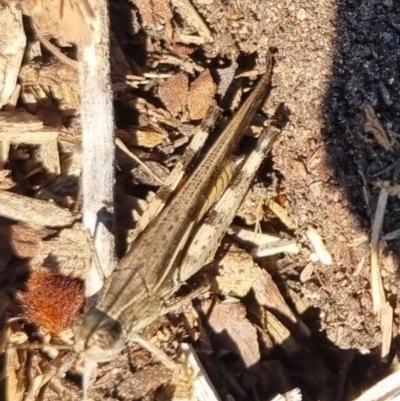 Unidentified Grasshopper (several families) at QPRC LGA - 27 Apr 2024 by clarehoneydove