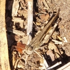 Schizobothrus flavovittatus at QPRC LGA - suppressed