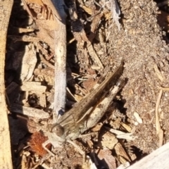 Schizobothrus flavovittatus at QPRC LGA - 27 Apr 2024