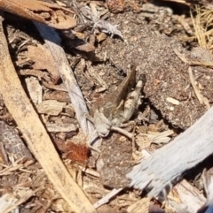 Schizobothrus flavovittatus at QPRC LGA - 27 Apr 2024