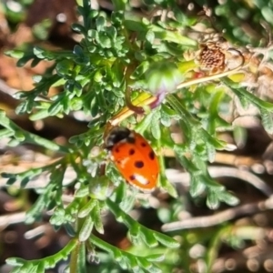 Hippodamia variegata (Spotted Amber Ladybird) at suppressed by clarehoneydove