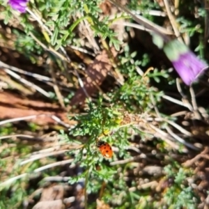 Hippodamia variegata at QPRC LGA - 27 Apr 2024