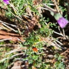 Hippodamia variegata at QPRC LGA - 27 Apr 2024