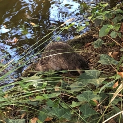 Hydromys chrysogaster (Rakali or Water Rat) at Mount Ainslie to Black Mountain - 27 Apr 2024 by HelenaWalker