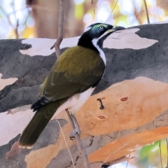 Entomyzon cyanotis (Blue-faced Honeyeater) at Belvoir Park - 26 Apr 2024 by KylieWaldon