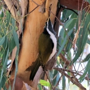 Entomyzon cyanotis at Belvoir Park - 26 Apr 2024 09:46 AM