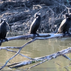 Phalacrocorax sulcirostris at Belvoir Park - 26 Apr 2024 09:48 AM