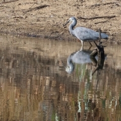 Egretta novaehollandiae (White-faced Heron) at Wodonga, VIC - 25 Apr 2024 by KylieWaldon