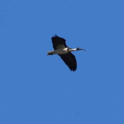 Threskiornis spinicollis (Straw-necked Ibis) at Wodonga - 26 Apr 2024 by KylieWaldon