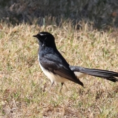 Rhipidura leucophrys (Willie Wagtail) at Wodonga - 26 Apr 2024 by KylieWaldon