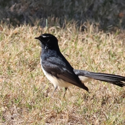 Rhipidura leucophrys (Willie Wagtail) at Wodonga, VIC - 26 Apr 2024 by KylieWaldon