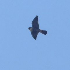 Falco peregrinus (Peregrine Falcon) at Baranduda, VIC - 27 Apr 2024 by KylieWaldon