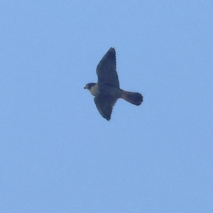 Falco peregrinus at Wodonga - 27 Apr 2024 10:15 AM
