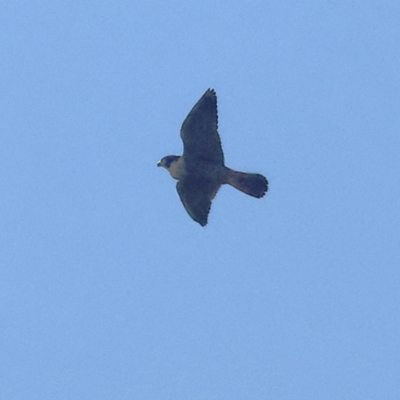 Falco peregrinus at Baranduda, VIC - 27 Apr 2024 by KylieWaldon