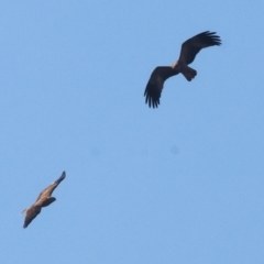 Haliastur sphenurus (Whistling Kite) at Baranduda, VIC - 27 Apr 2024 by KylieWaldon