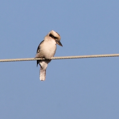 Dacelo novaeguineae (Laughing Kookaburra) at Bandiana, VIC - 26 Apr 2024 by KylieWaldon