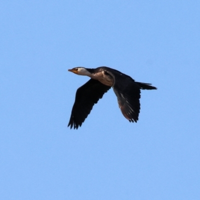 Microcarbo melanoleucos (Little Pied Cormorant) at Bandiana, VIC - 26 Apr 2024 by KylieWaldon