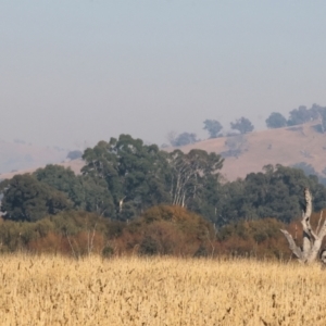 Microcarbo melanoleucos at Wodonga - 27 Apr 2024