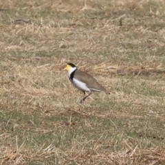 Vanellus miles (Masked Lapwing) at Wodonga - 25 Apr 2024 by KylieWaldon