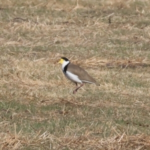 Vanellus miles at Belvoir Park - 26 Apr 2024