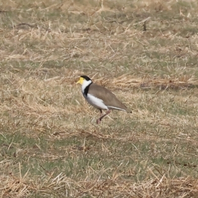 Vanellus miles (Masked Lapwing) at Belvoir Park - 25 Apr 2024 by KylieWaldon