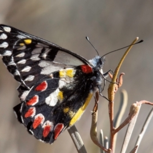 Delias aganippe at Broken Hill, NSW - 27 Jul 2022