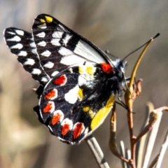 Delias aganippe at Broken Hill, NSW - 27 Jul 2022