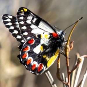 Delias aganippe at Broken Hill, NSW - 27 Jul 2022