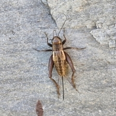 Unidentified Cricket (Orthoptera, several families) at Holt, ACT - 27 Apr 2024 by trevorpreston