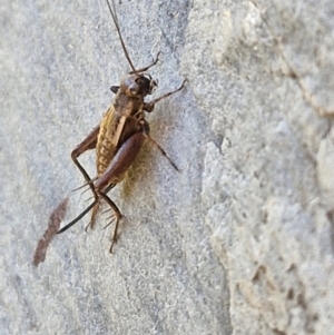 Bobilla aff. victoriae at Holt, ACT - 27 Apr 2024 02:36 PM