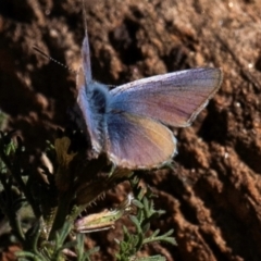 Unidentified Blue or Copper (Lycaenidae) at Broken Hill, NSW - 27 Jul 2022 by Petesteamer