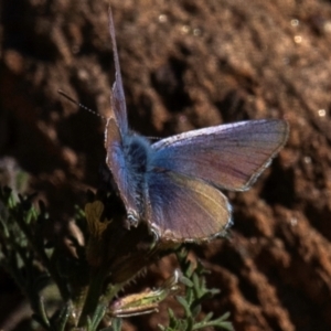 Zizina otis at Broken Hill, NSW - 27 Jul 2022