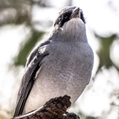 Coracina papuensis (White-bellied Cuckooshrike) at Wilcannia, NSW - 30 Jul 2022 by Petesteamer